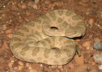 : Crotalus viridis nuntius; Hopi Rattlesnake