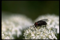 : Musca domestica; House Fly