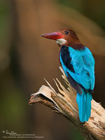 White-throated Kingfisher Scientific name - Halcyon smyrnensis