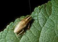 Blattella asahinai - Asian Cockroach