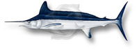 Tetrapturus pfluegeri, Longbill spearfish: fisheries, gamefish
