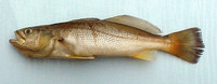 Cynoscion arenarius, Sand weakfish: fisheries