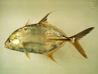 Carangoides oblongus, Coachwhip trevally: fisheries, gamefish