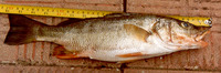 Pomadasys bayanus, Purplemouth grunt: fisheries, gamefish