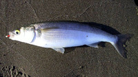 Aldrichetta forsteri, Yellow-eye mullet: fisheries, gamefish