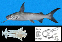 Notarius planiceps, Flathead sea catfish: fisheries