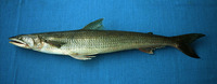 Synodus scituliceps, Shorthead lizardfish: