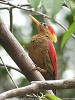 Crimson-winged Woodpecker - Picus puniceus