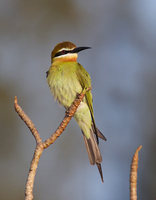 Madagascar Bee-eater (Merops superciliosus) photo