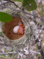 Rufous-crowned elaenia, nest with young