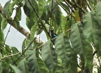 Golden-hooded Tanager  