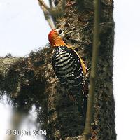 Dendrocopos hyperythrus Rufous-bellied Woodpecker