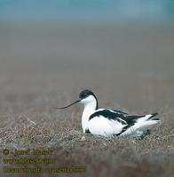 Tenkozobec opacny (Recurvirostra avosetta)
