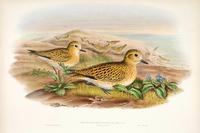 Richter after Gould Golden Plover (Winter Plumage) (Charadrius pluvialis)