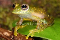: Cochranella albomaculata; Yellow-flecked Glassfrog