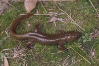 : Hynobius amjiensis; Anji Salamander