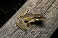 : Polypedates macrotis; Brown-striped Tree Frog