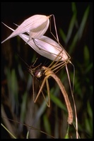 : Apterobittacus apterus; Wingless Scorpionfly