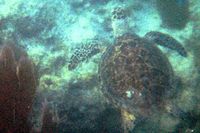 : Eretmochelys imbricata; Hawksbill Sea Turtle