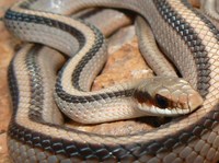 : Salvadora grahamiae; Patch-nosed Snake