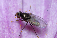 : Meoneura sp.