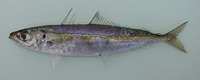 Decapterus punctatus, Round scad: fisheries, bait