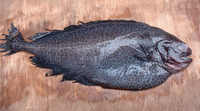 Icosteus aenigmaticus, Ragfish: