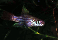 Campellolebias brucei, Swordfin killifish: aquarium