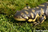 Ambystoma mavortium - Western Tiger Salamander