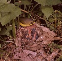 Oporornis formosus - Kentucky Warbler