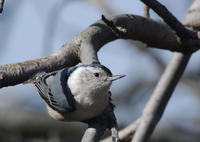 Image of: Sitta carolinensis (white-breasted nuthatch)