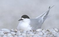 White-fronted Tern (Sterna striata) photo