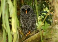 Black-banded Owl - Ciccaba huhula
