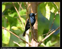 Biak Flycatcher - Myiagra atra
