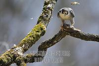 Peregrine falcon ( Falco peregrinus ) , male with bag stock photo