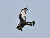 ... and the superb Black Harrier of Southern Africa (Pete Morris)