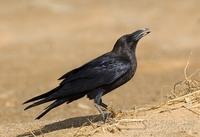 brunnakkeravn / brown-necked raven (Corvus ruficollis)