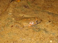 : Adelotus brevis; Tusked Frog