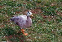 : Anser indicus; Bar-Headed Goose
