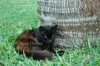 : Felis silvestris catus; House Cat