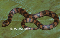 : Atractus maculatus; Snake