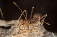 Formicidae - Ants