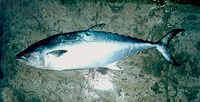 Orcynopsis unicolor, Plain bonito: fisheries, gamefish