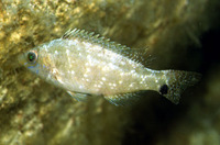 Symphodus cinereus, Grey wrasse: fisheries, gamefish, aquarium