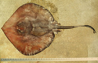 Plesiobatis daviesi, Deepwater stingray: fisheries