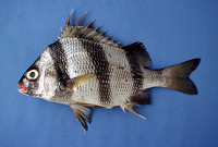 Anisotremus dovii, Spotted head sargo: fisheries