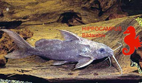 Synodontis budgetti, : fisheries