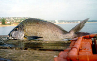 Nemadactylus douglasii, Porae: fisheries