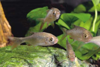Chela laubuca, Indian glass barb: aquarium, bait