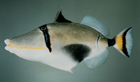 Rhinecanthus lunula, Halfmoon picassofish: